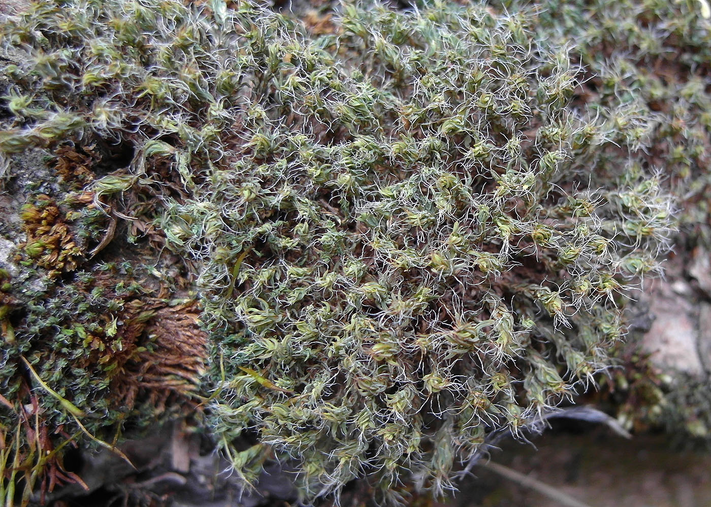 Image of genus Syntrichia specimen.