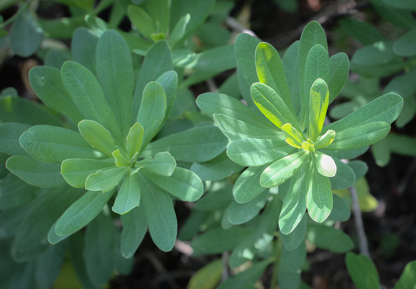 Image of Euphorbia korshinskyi specimen.