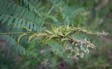 Astragalus falcatus. Соплодие и часть листа. Пермский край, Кунгурский р-н, окр. дер. Дейково, окр. ур. Греховская гора, сосновый бор. 25.06.2023.