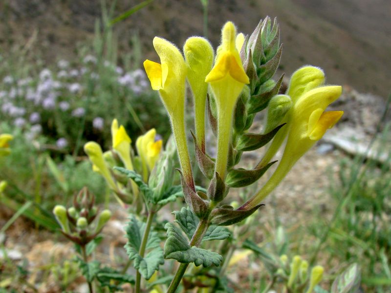 Изображение особи Scutellaria comosa.