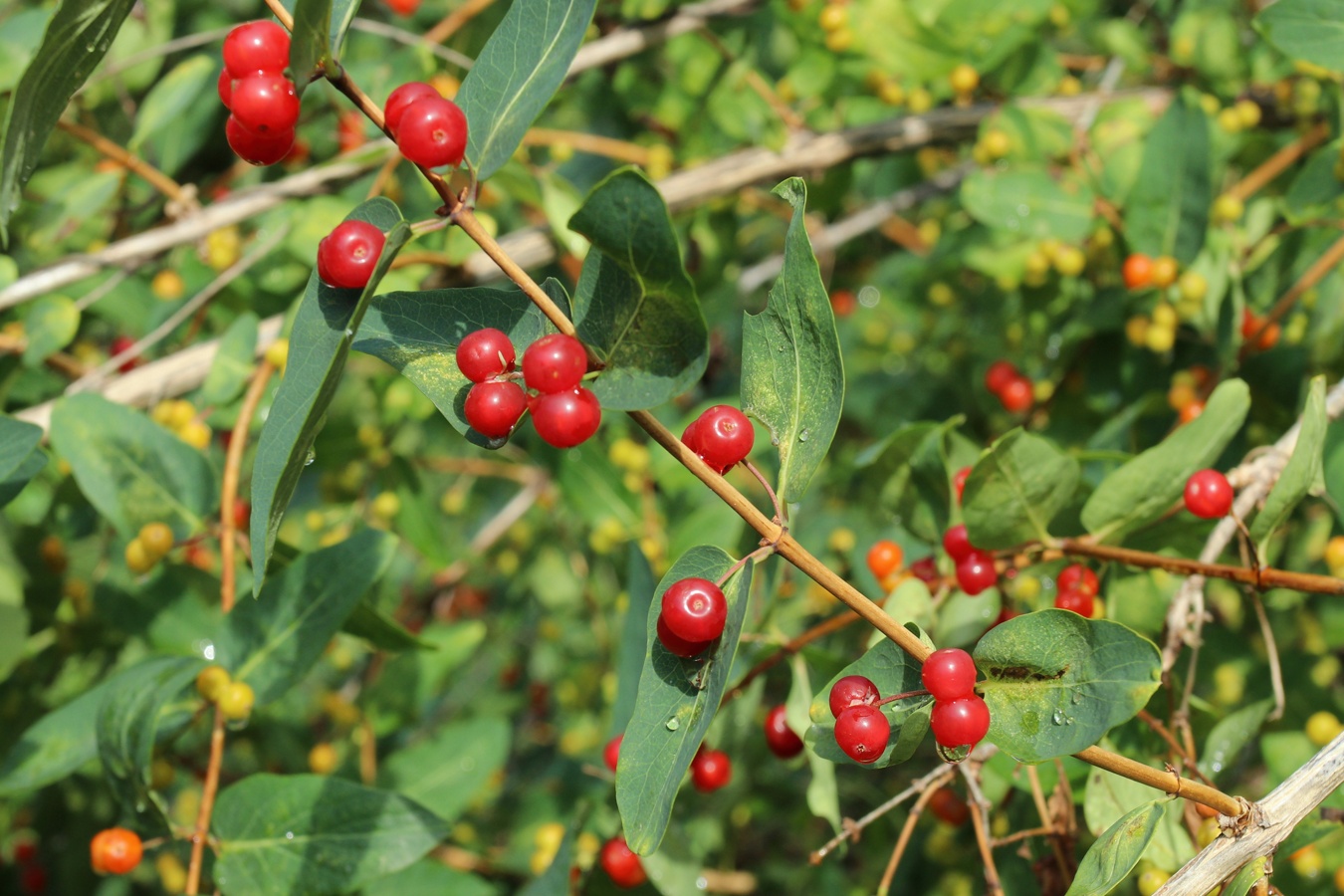 Image of Lonicera tatarica specimen.