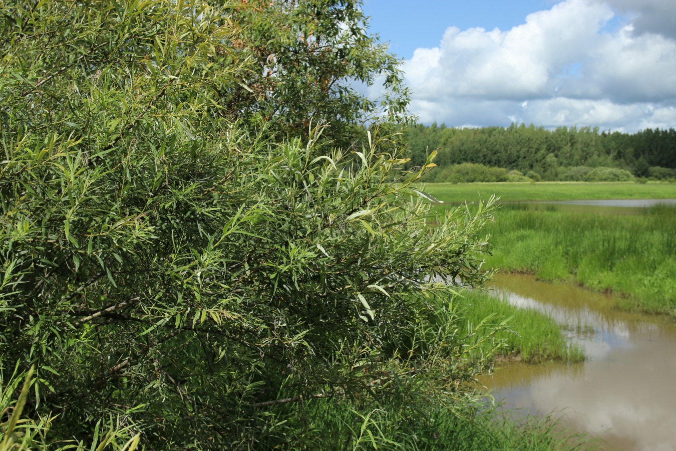 Image of Salix viminalis specimen.