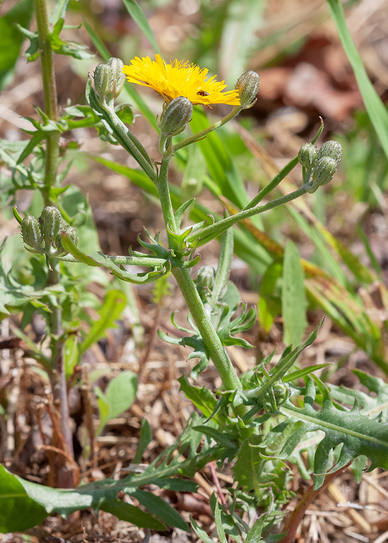 Изображение особи Crepis aculeata.