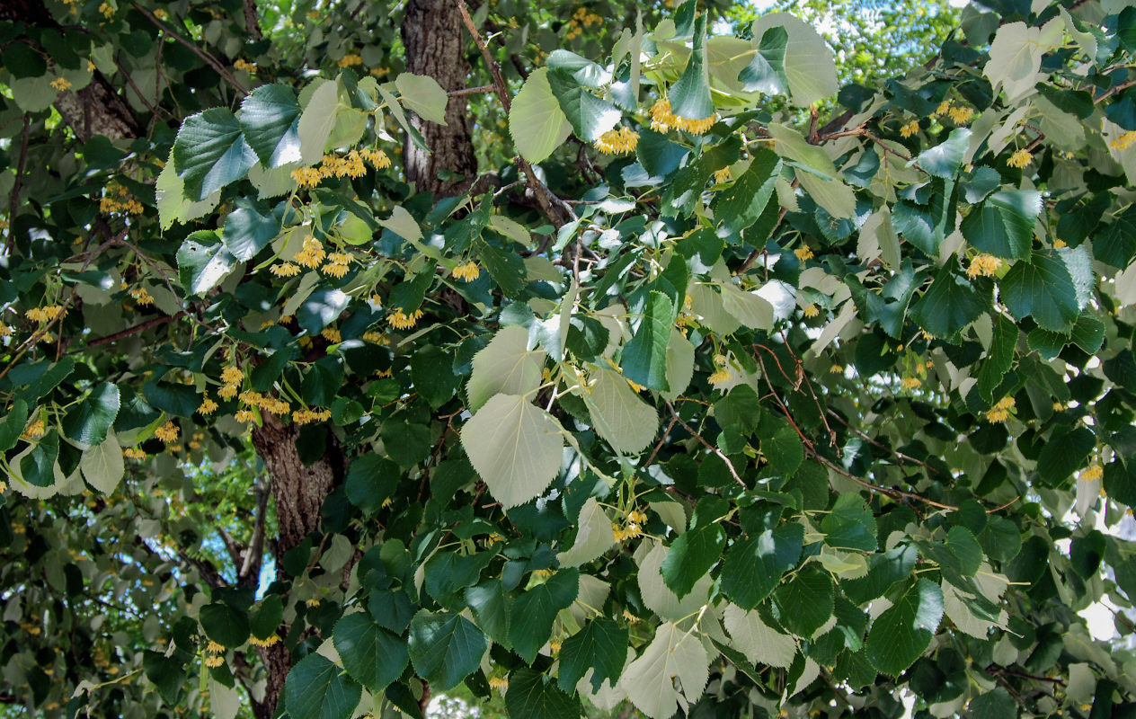 Image of Tilia tomentosa specimen.