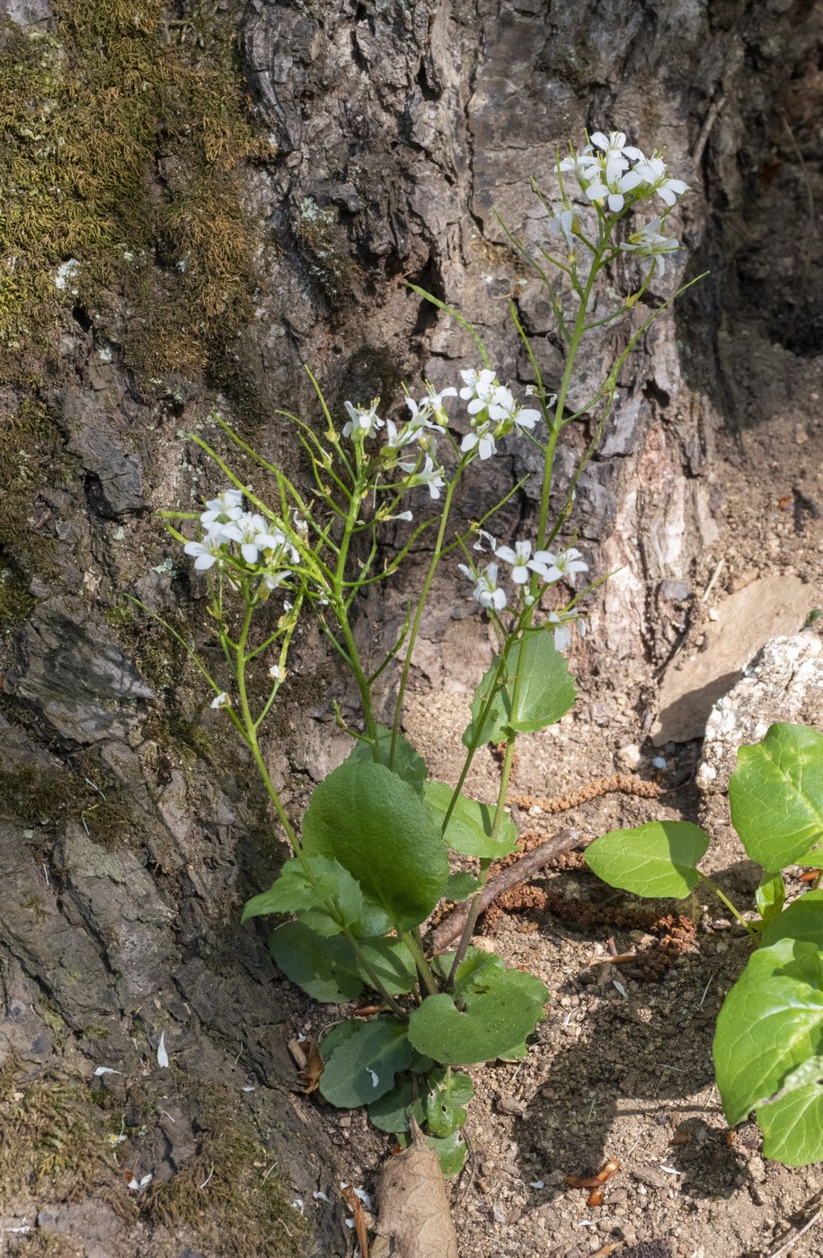 Изображение особи Arabis nordmanniana.