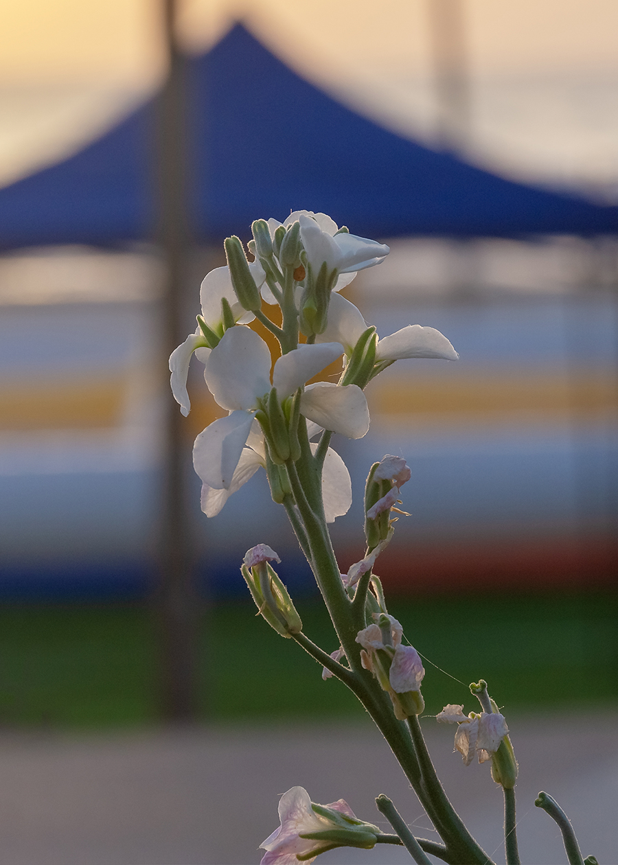 Image of Matthiola incana specimen.