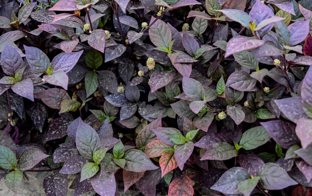 Image of Alternanthera brasiliana specimen.