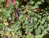 Geranium rotundifolium. Верхушки побегов с цветками. Испания, автономное сообщество Каталония, провинция Жирона, комарка Ла Гарроча, муниципалитет Сан-Фелиу-де-Пальеролс, 1050 м н.у.м., опушка буково-берёзового леса, разнотравное сообщество на уступе скалы. 19.04.2024.