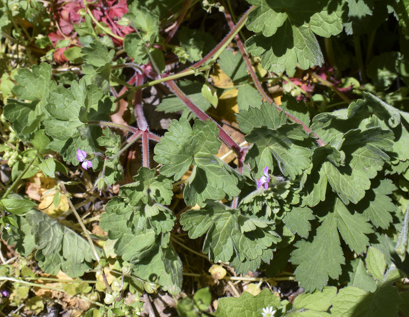 Изображение особи Geranium rotundifolium.