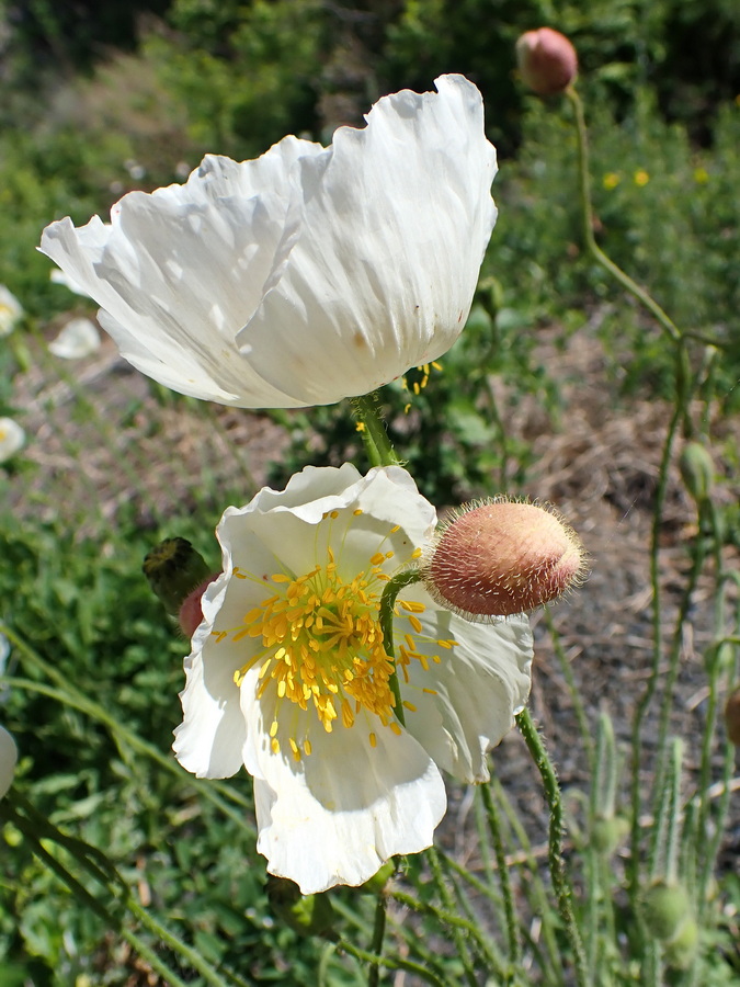 Изображение особи Papaver amurense.