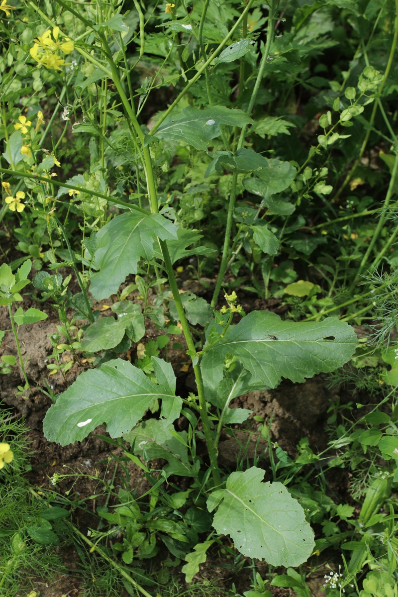 Image of Brassica juncea specimen.