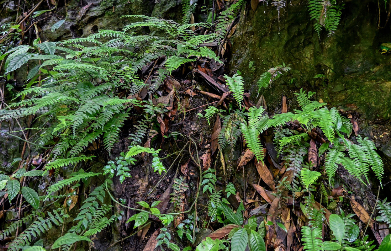 Image of Hymenasplenium cheilosorum specimen.