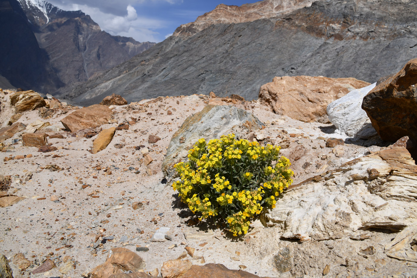 Изображение особи Arnebia tibetana.