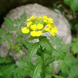 Смотреть изображение Erysimum ibericum