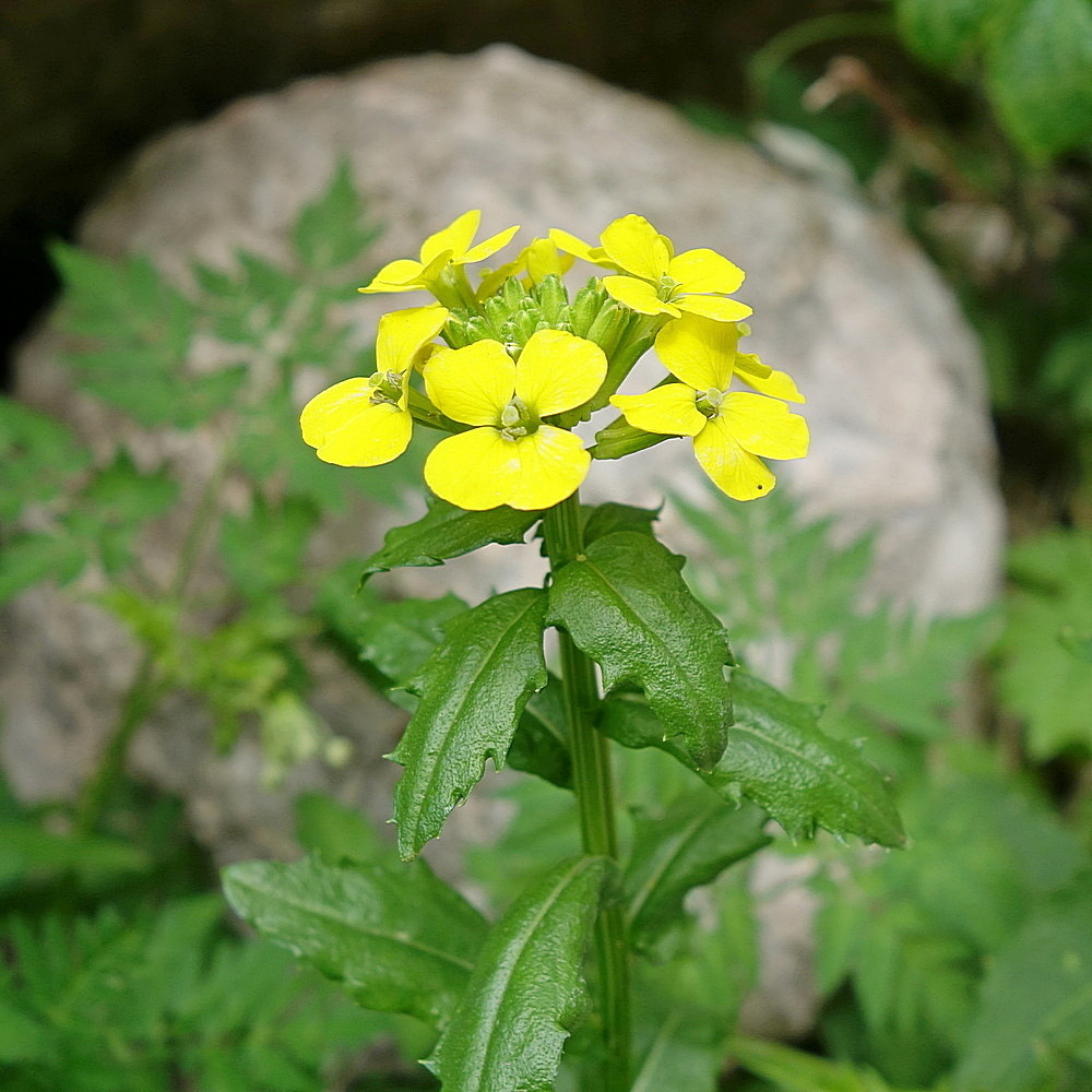 Изображение особи Erysimum ibericum.