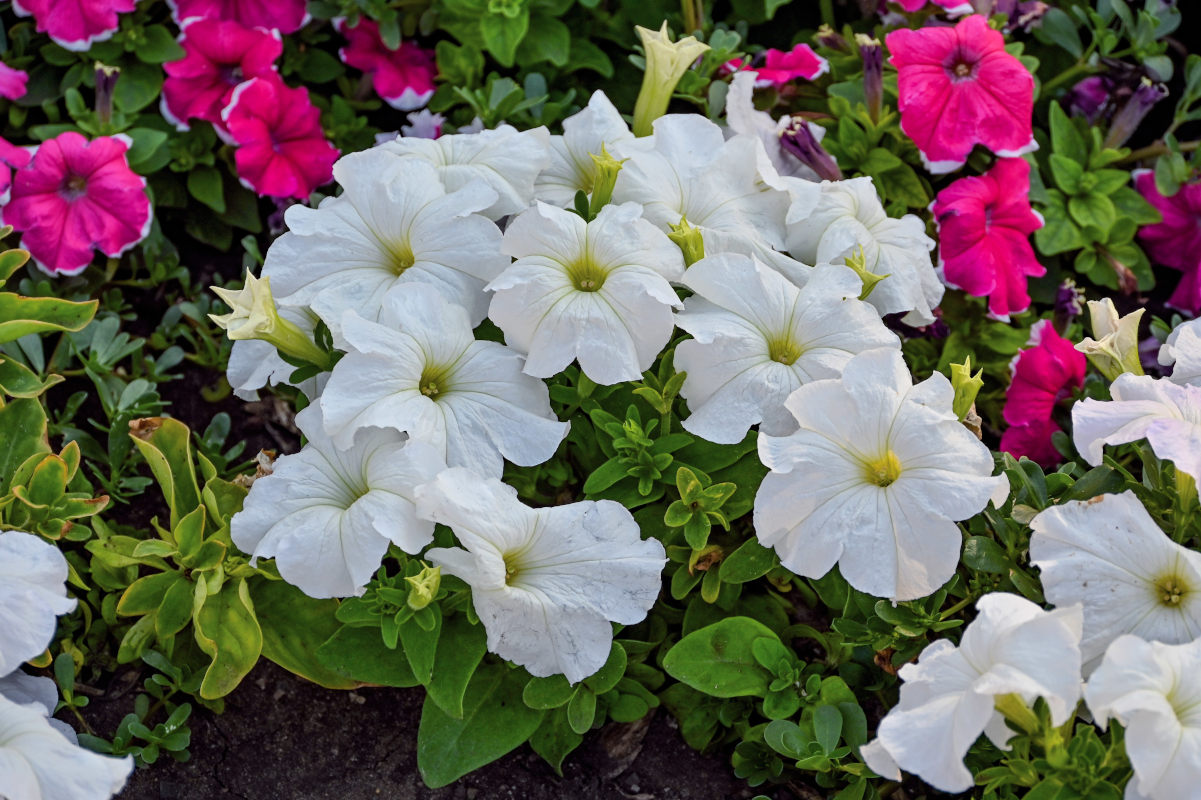 Изображение особи Petunia &times; hybrida.