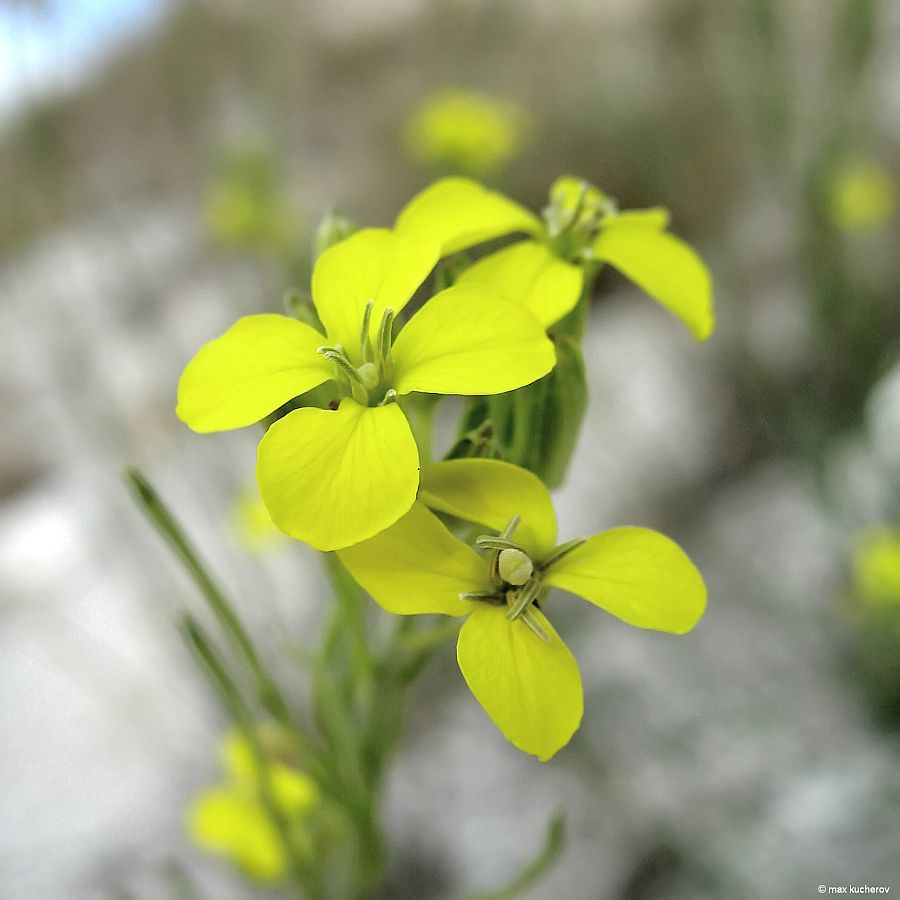 Image of Erysimum cretaceum specimen.