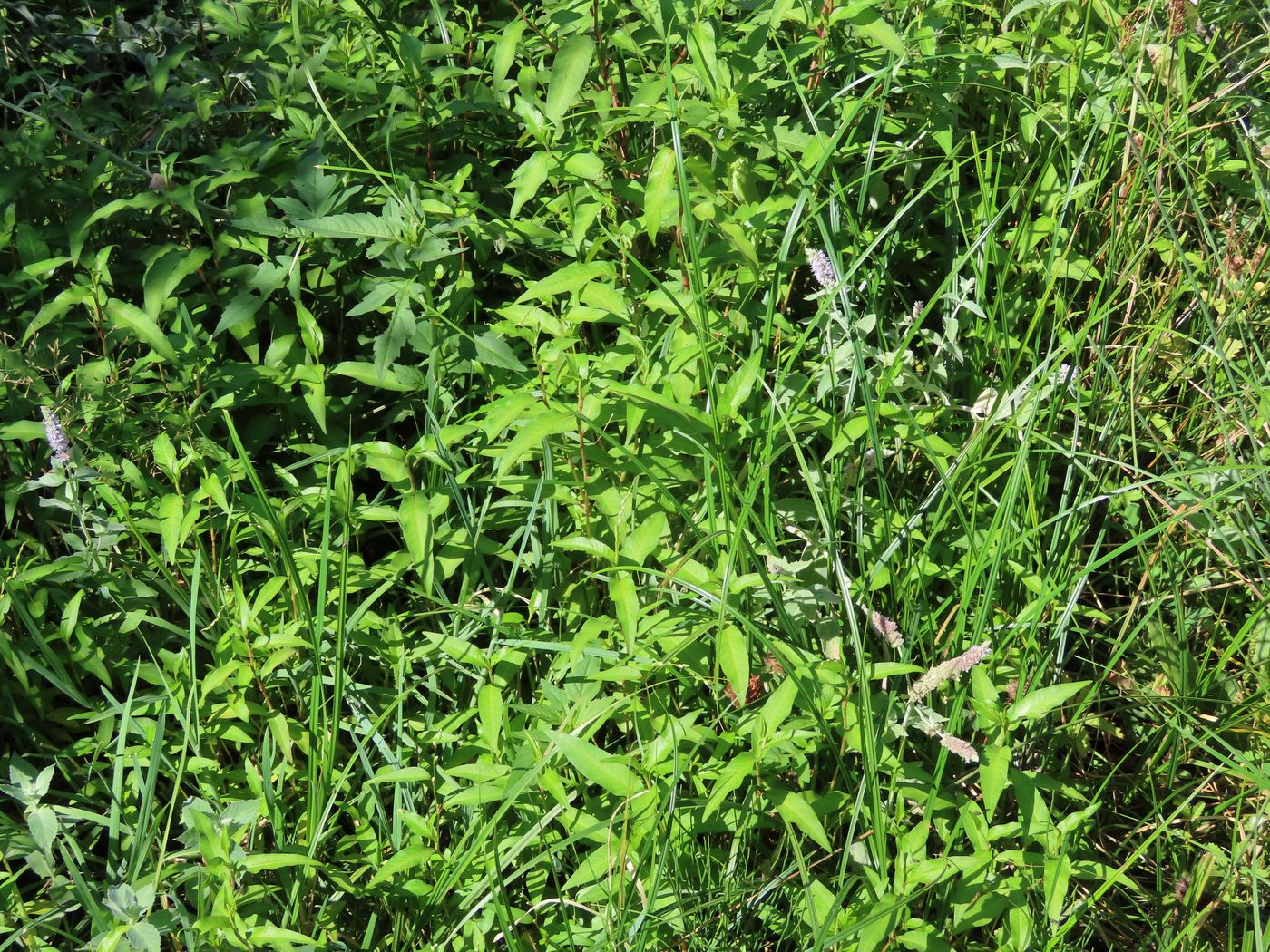 Image of Persicaria hydropiper specimen.