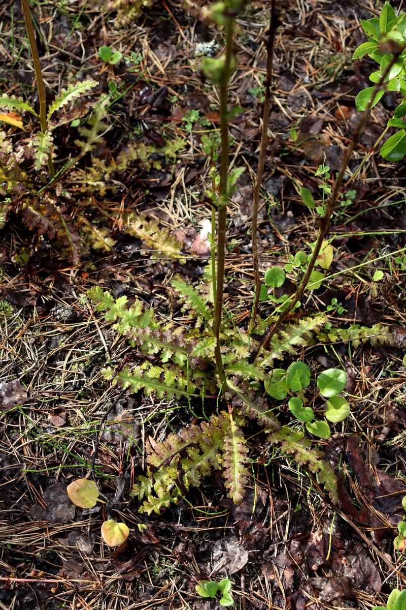 Изображение особи Pedicularis sceptrum-carolinum.