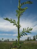 Achillea nobilis. Средняя часть побега. Казахстан, Восточно-Казахстанская обл., Уланский р-н, Калбинское нагорье, массив Айыртау, разнотравное луговое сообщество у обочины автодороги. 29 июня 2024 г.