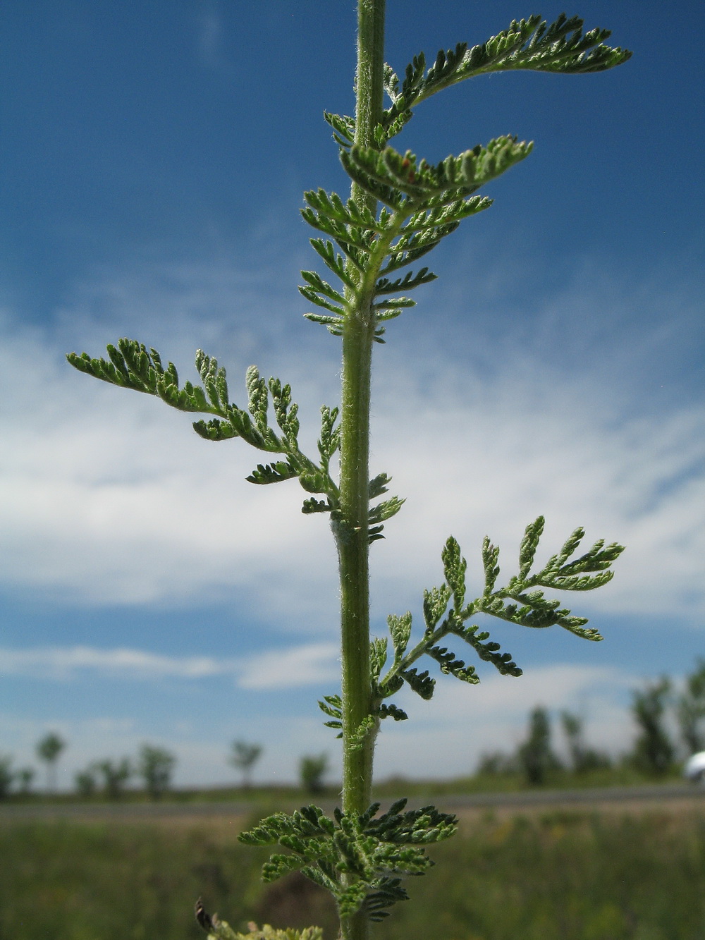 Изображение особи Achillea nobilis.