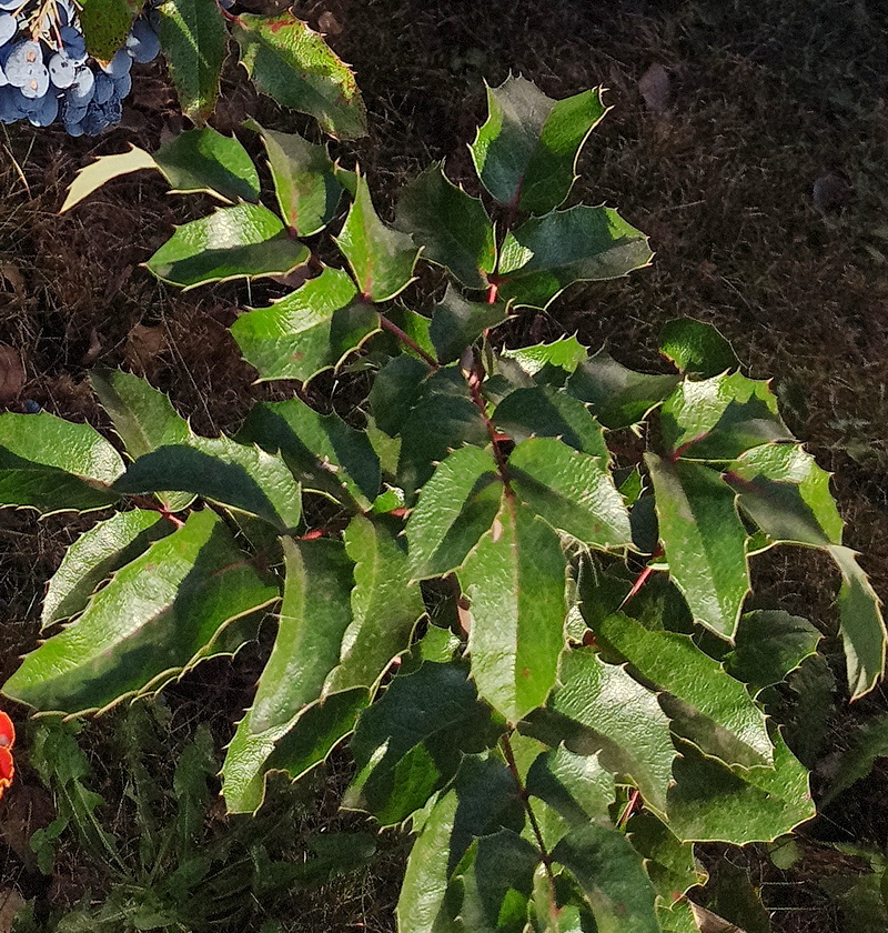 Изображение особи Mahonia aquifolium.