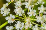 Sium latifolium. Часть элементарного соцветия-зонтика. Санкт-Петербург, Приморский р-н, заказник «Северное побережье Невской губы», берег Финского залива, заваленный обломками сухих побегов тростника пляж. 21.08.2024.