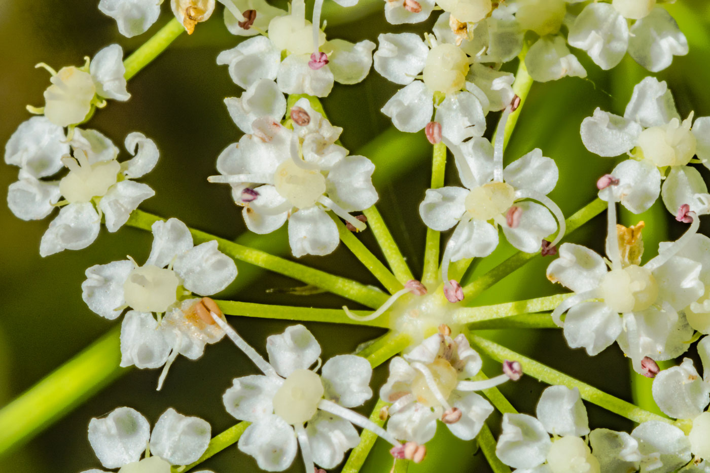 Image of Sium latifolium specimen.