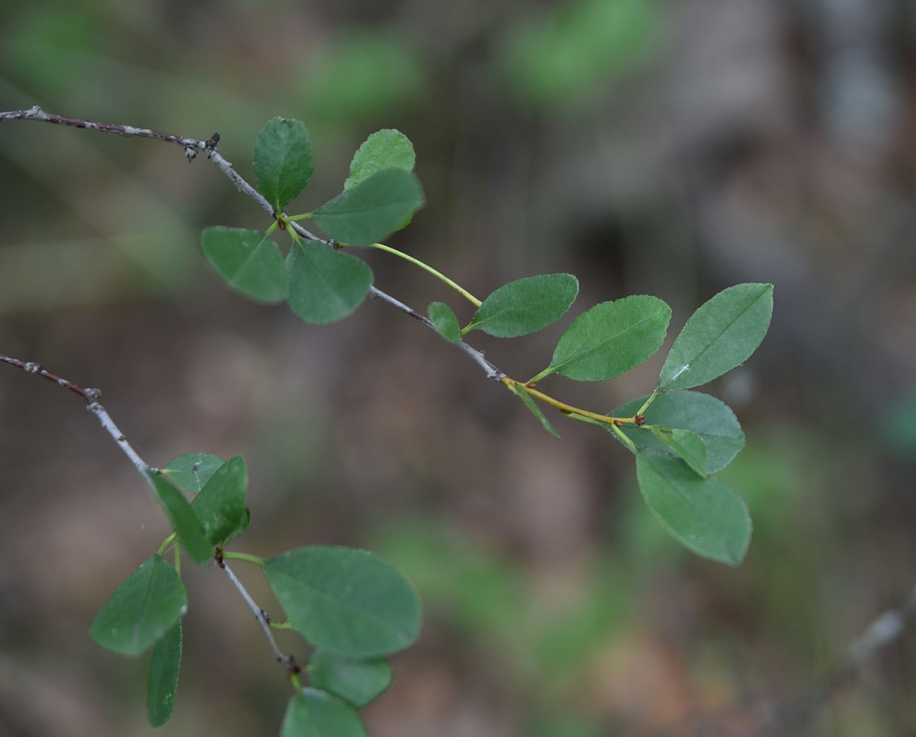 Image of familia Rosaceae specimen.