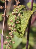 Teucrium scorodonia