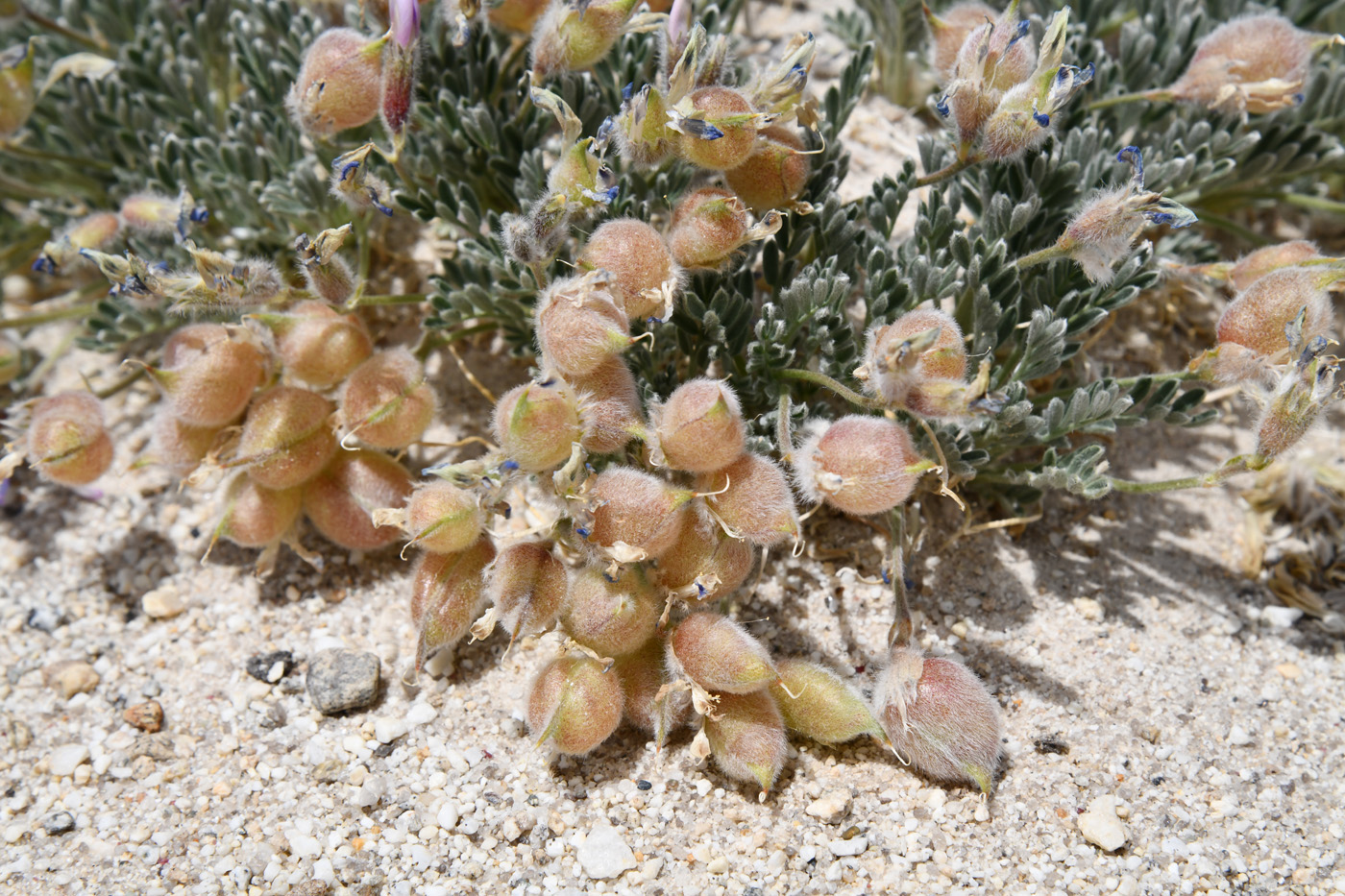 Изображение особи род Oxytropis.