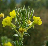 Oenothera rubricaulis. Верхушка доцветающего и плодоносящего растения с цветками и бутонами в каплях росы. Башкортостан, Дуванский р-н, Заимкинский сельсовет, окр. дер. Усть-Аяз, долина р. Уфа, разнотравный луг. 20 августа 2023 г.