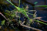 Scirpus radicans. Верхушка побега с соцветием. Ярославская обл., г. Ярославль, устье р. Которосль, в воде у берега. 02.07.2024.