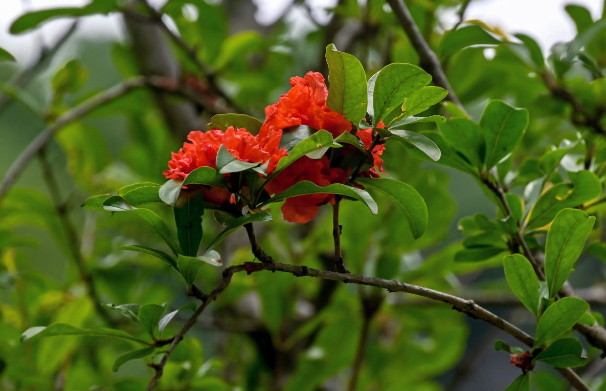 Изображение особи Punica granatum.