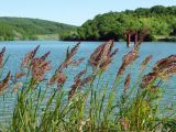 Calamagrostis pseudophragmites