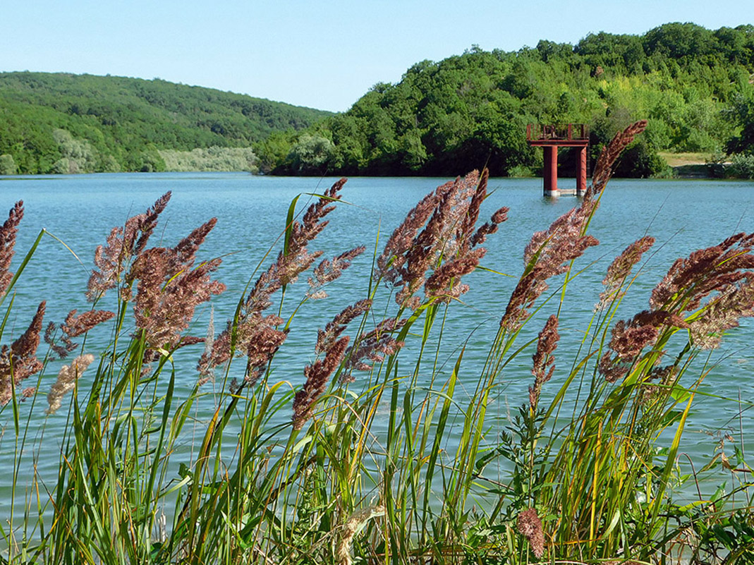 Изображение особи Calamagrostis pseudophragmites.