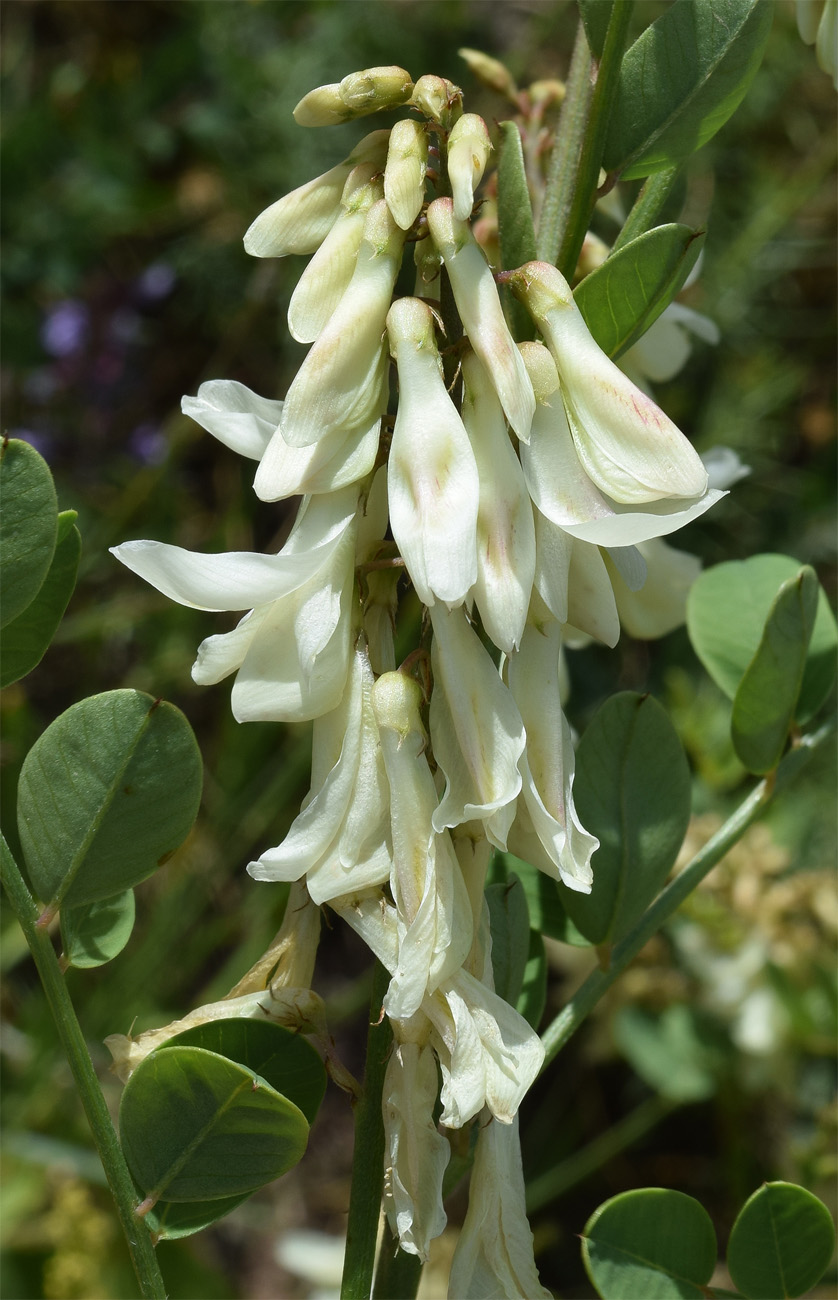 Изображение особи Hedysarum flavescens.