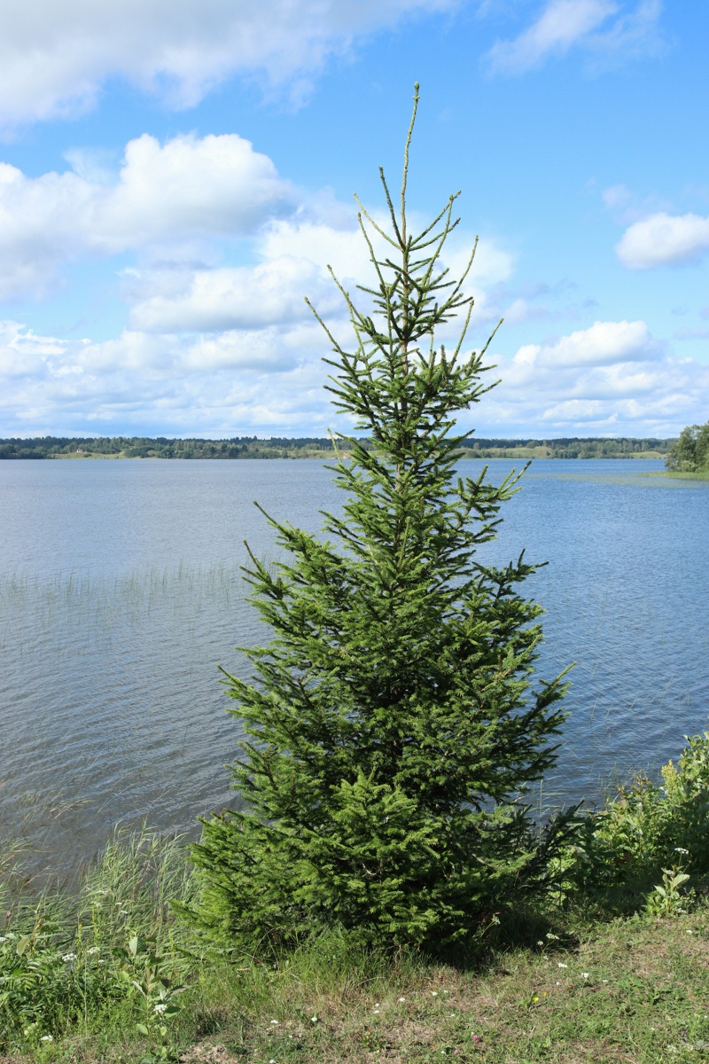 Изображение особи Picea abies.