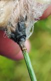 Eriophorum russeolum