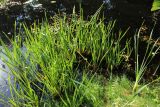 род Sparganium. Плодоносящие растения (справа - побеги Typha latifolia). Ленинградская обл., Кингисеппский р-н, окр. дер. Урмизно у мыса Дубовский, озеро за береговым валом, у берега. 08.09.2024.