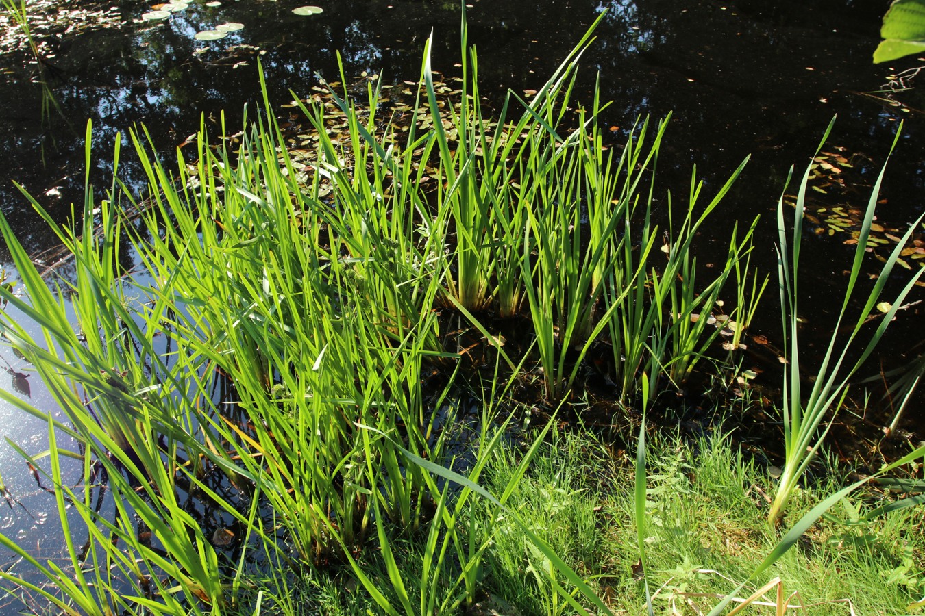Image of Sparganium microcarpum specimen.