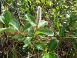 Смотреть изображение Salix arctica