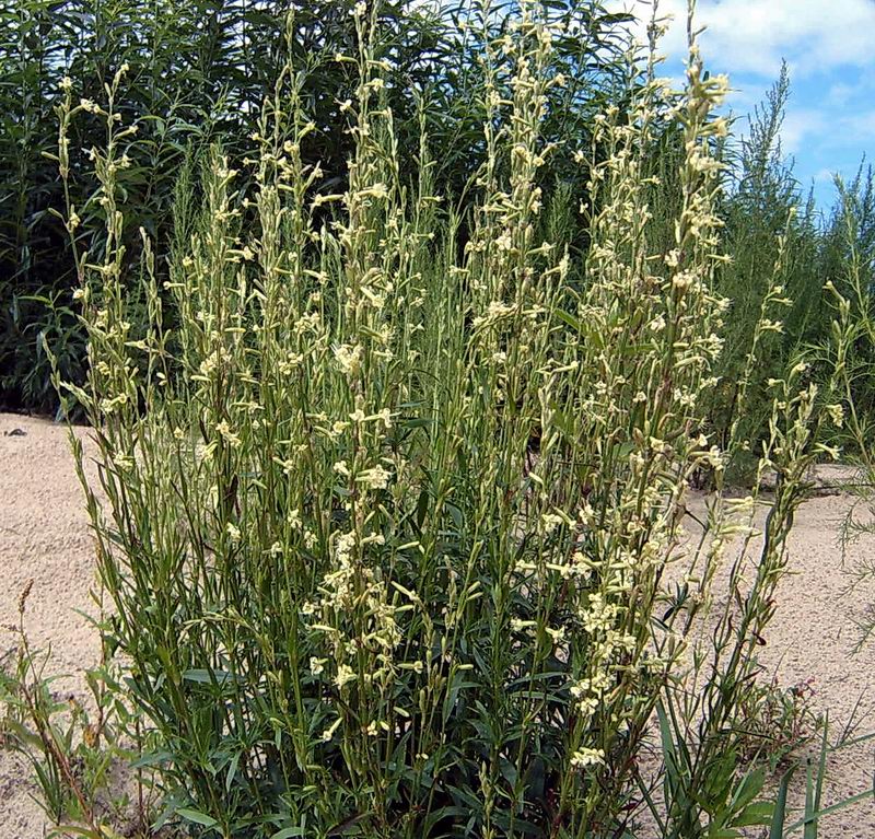 Изображение особи Silene tatarica.