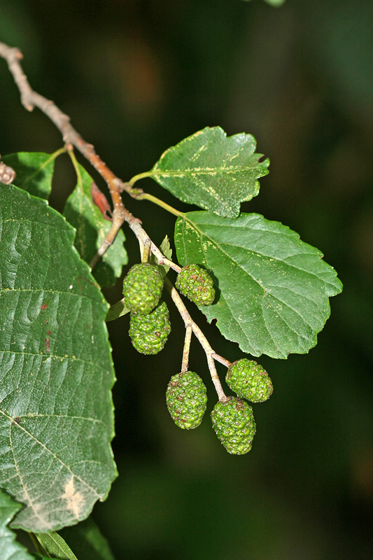 Image of Alnus barbata specimen.