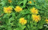 Смотреть изображение Inula orientalis