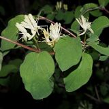 Смотреть изображение Lonicera xylosteum