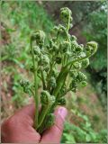 Pteridium подвид sibiricum