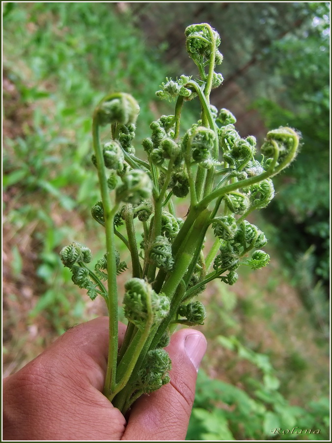 Изображение особи Pteridium pinetorum ssp. sibiricum.