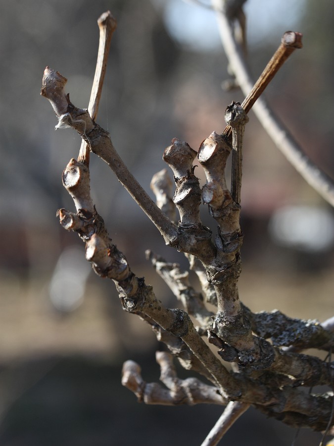 Image of Parthenocissus quinquefolia specimen.