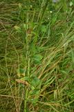 View full-size image Erigeron annuus